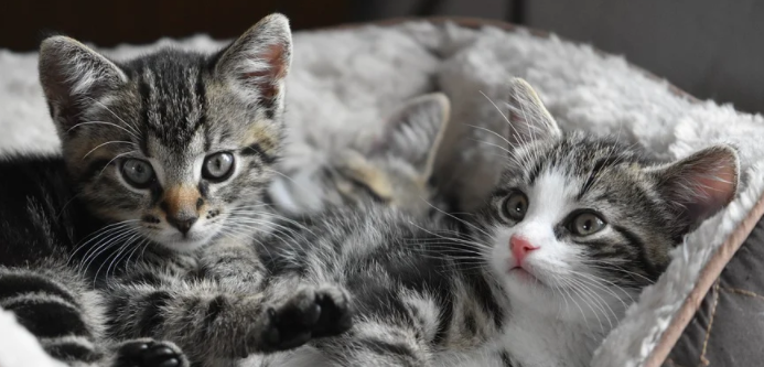 cute kittens